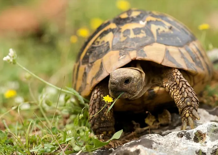 Villaggio Nurral Πάρκο διακοπών 3*